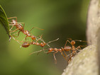 Мравките ще помогнат за създаването на нови антибиотици