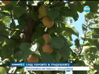 Българският плод изчезва, алармират овощари