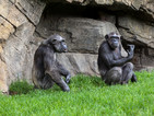 Дешифрираха значението на жестове на дивите шимпанзета