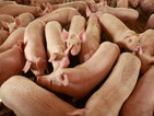 Швейцария забрани вноса на свинско от България