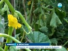Големи щети по реколтата в Монтанско след градушката