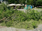 Експерти и еколози проверяват опасните дървета в София