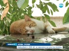 10 000 бездомни котки тормозят Пловдив