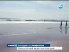 Мълния уби един и рани 8 на плаж в Калифорния