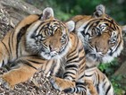 Преброяват азиатските тигри