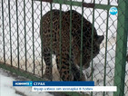 Убиха избягалия от зоопарка в Ловеч ягуар