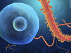 Минимален риск от заразяване с Ебола в Европа и България