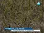 Рекордни загуби на реколтата от пшеница заради наводненията