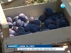По-евтини плодове у нас заради санкциите на Русия към ЕС