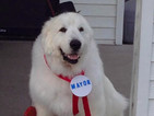 Куче стана кмет на американско село