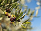Вредна бактерия унищожава маслиновите дървета в Италия