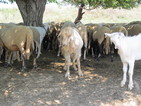 Фермерите заявяват изгубените от „син език” животни до 2 октомври