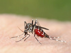 Откриха опасни тигрови комари в кантора в Бургас