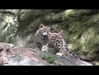 Зоопарк представи две бебета леопарди от рядък вид