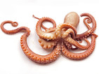 Създадоха камуфлажна технология, вдъхновена от кожата на октопода