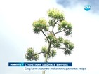Уникално растение цъфна в Ботаническата градина в Балчик