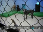 Приютът за кучета „Надежда” пред затваряне
