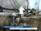 Фермерите чакат компенсации и ваксини срещу "синия език"