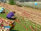 Подобриха рекорда за най-дълъг венец от цветя в САЩ