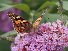 Ген позволява на пеперуди да променят окраската си