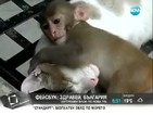 От Vbox7: Нахална маймуна събужда спяща котка