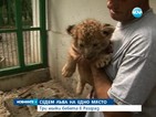 Три малки бебета лъвчета са новите обитатели в Разград