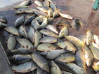 Риба измира в района на панагюрско село