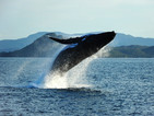 34 страни се обявиха против лова на китове в Исландия