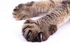 Котка на 24 г. претендира за световен рекорд за дълголетие