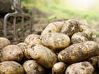 Картофите загниват заради дъждовете, има опасност за реколтата