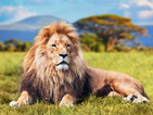 „Цар Лъв” е най-касовият сценичен мюзикъл на всички времена