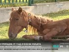 Кон припадна от глад и бой на столично кръстовище