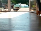 Избрано от Vbox7: Куче чака да му отворят невидима врата