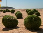 Странни зелени топки на плажа в Сидни