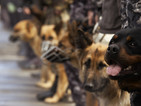Куче-гангстер се преквалифицира в полицай
