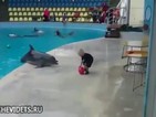 Избрано от Vbox7: Делфин и дете си играят с топка
