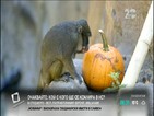 Пиршество за обитателите на зоопарк в Сан Диего