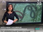 „Моята новина”: Змеят е убит