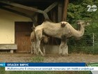 Вирусна инфекция причинила смъртта на животните в столичния зоопарк