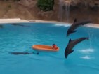 От Vbox7: Невероятно шоу с делфини