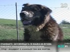 Български овчарски кучета дефилираха в Разлог