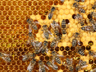 Пчелите на Земята са заплашени от измиране