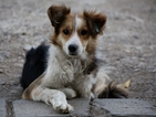 Фотоизложба на бездомни кучета и котки в София