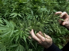 Боб Марли оживява като лице на марка марихуана