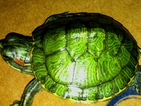 На Летище София задържаха 599 костенурки, забранени за внос в ЕС