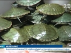 Властите хванаха 599 червенобузи костенурки на летище София