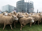 Овце на протест пред Европейския парламент