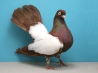 Уникални породи гълъби на изложба в София