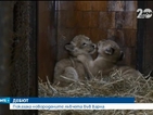 Показаха новородените лъвчета във Варна