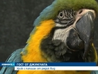 Урок с папагал от рядък вид